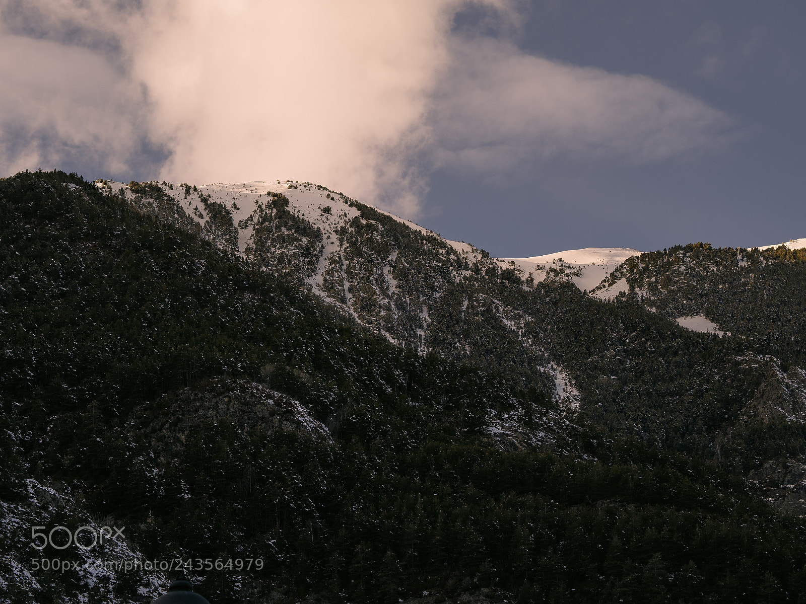 Olympus OM-D E-M10 II sample photo. Pine tree forest on photography