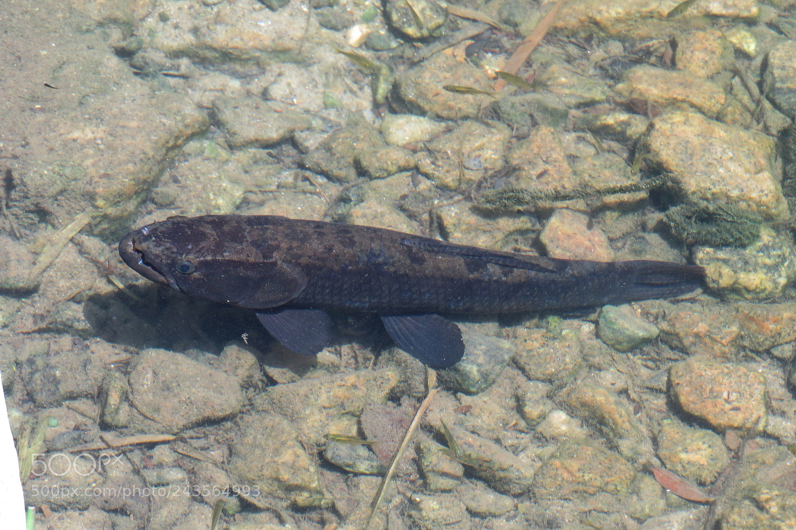 Canon PowerShot SX50 HS sample photo. Img photography