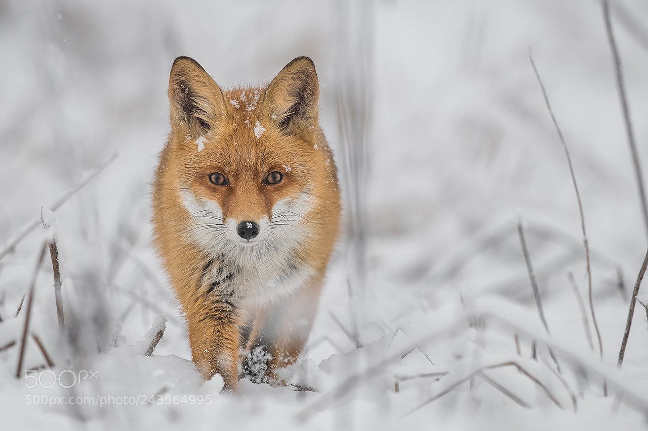Nikon D500 sample photo. Fox photography