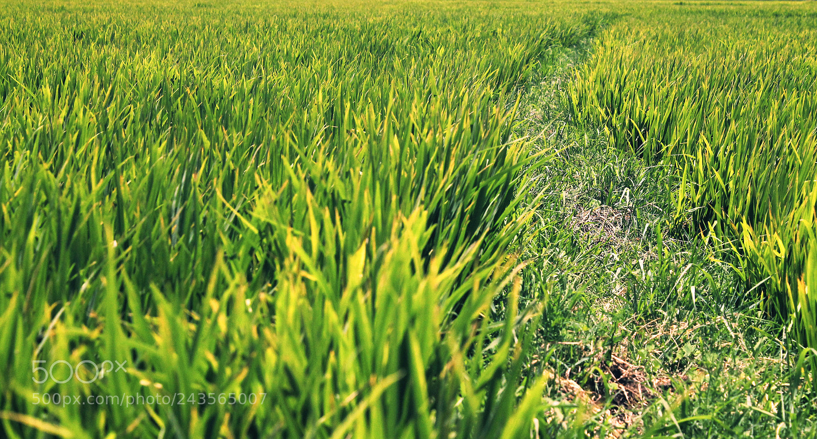 Canon EOS 1100D (EOS Rebel T3 / EOS Kiss X50) sample photo. The narrow road... photography