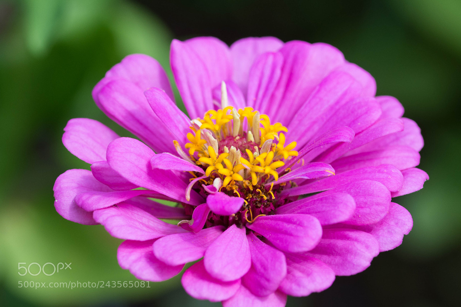 Nikon D7200 sample photo. Pink flower photography
