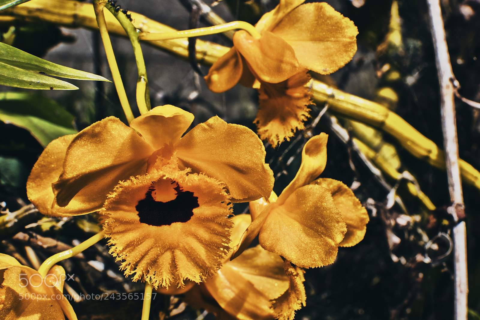 Nikon D3400 sample photo. Costa rica orchid photography