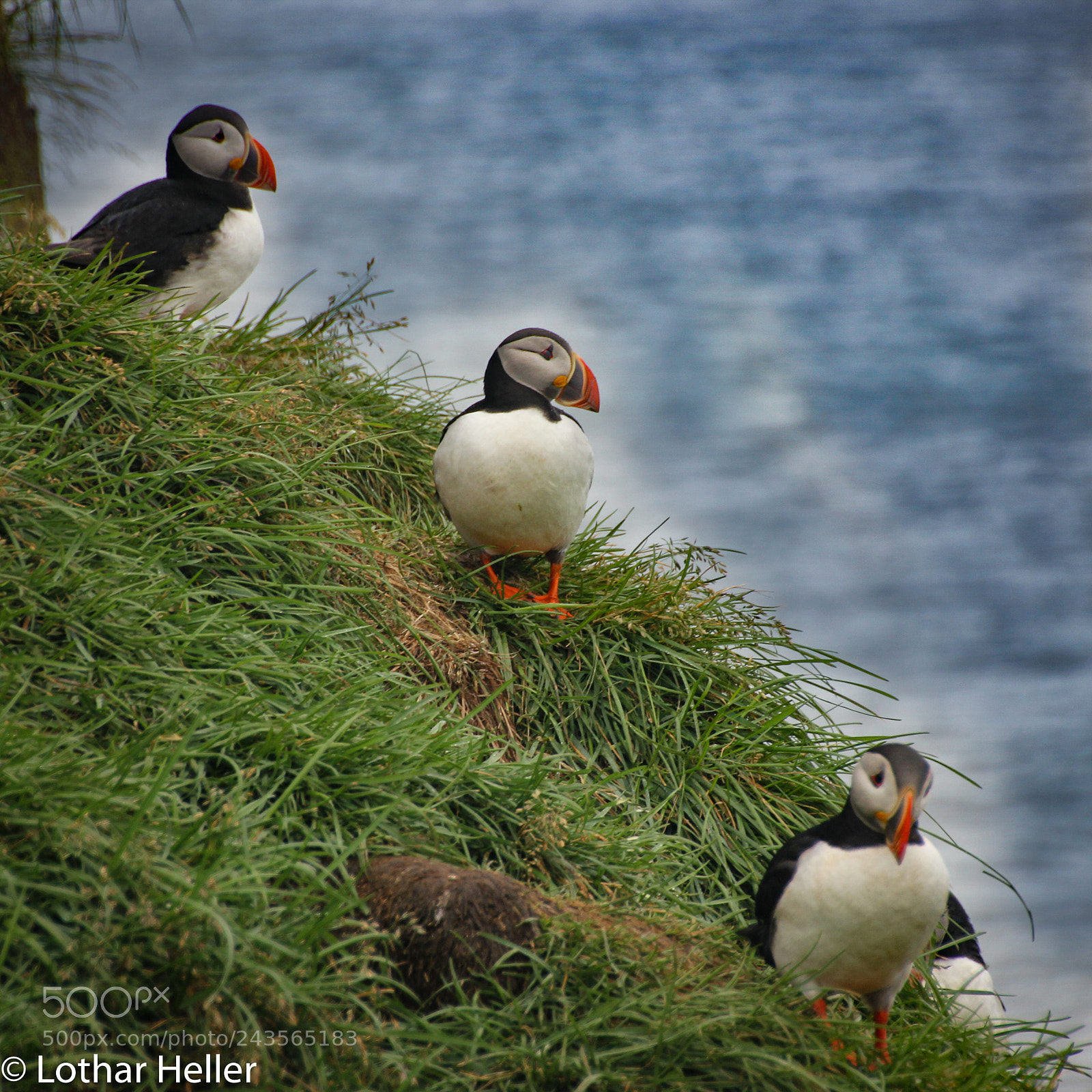 Canon EOS 550D (EOS Rebel T2i / EOS Kiss X4) sample photo. Iceland puffin photography