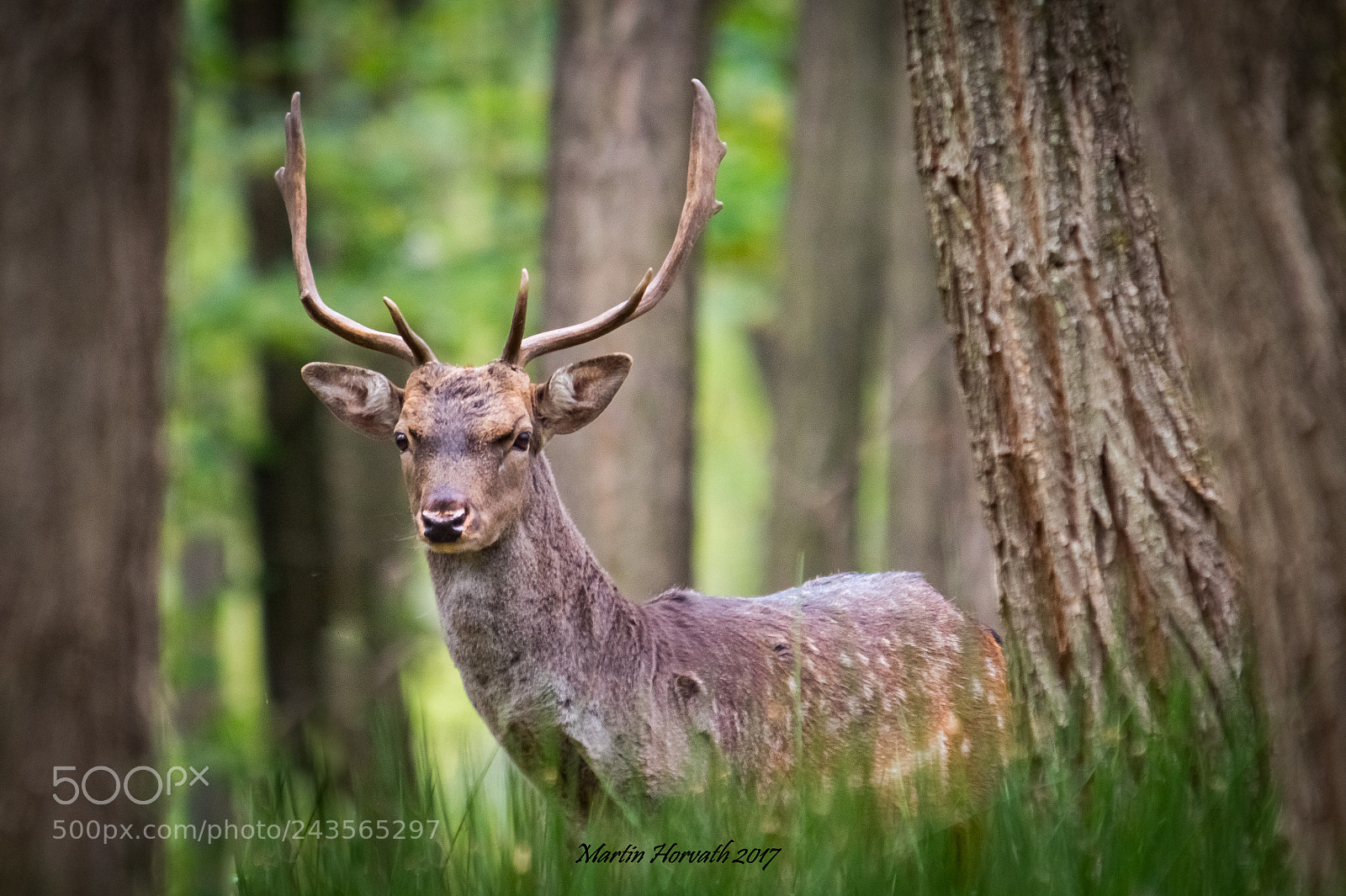 Nikon D7200 sample photo. Fallow deer photography