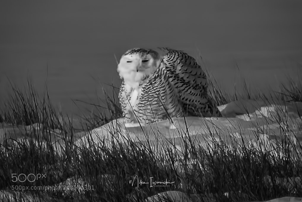Nikon D810 sample photo. Snowy in bw photography