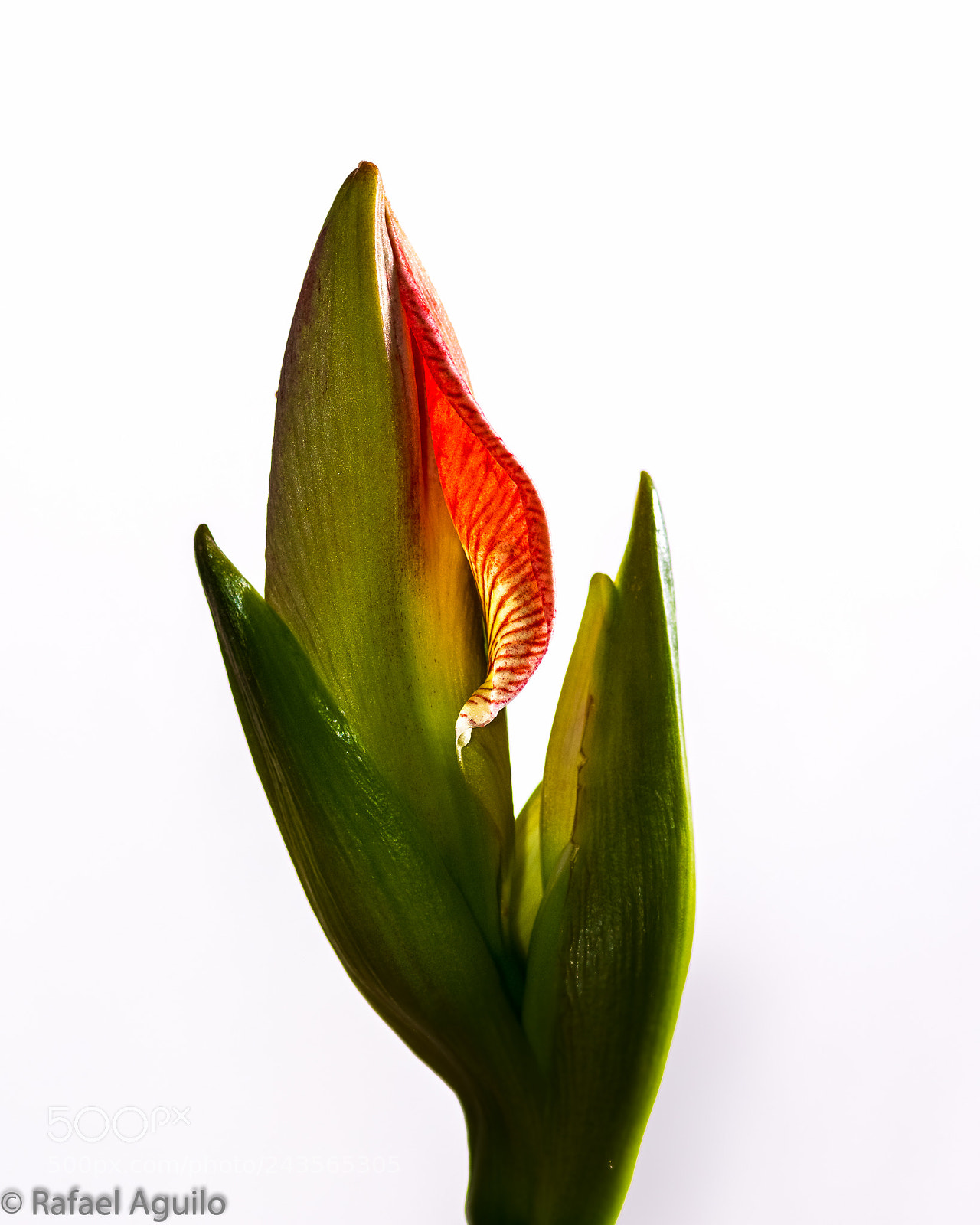 Nikon D7200 sample photo. Amarillys flower bud photography