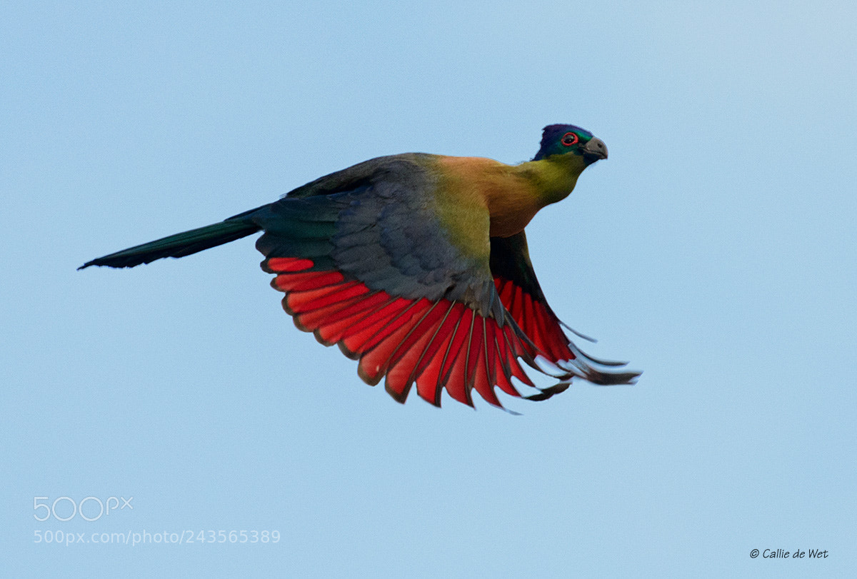 Nikon D800 sample photo. Flying overhead 2/2 photography