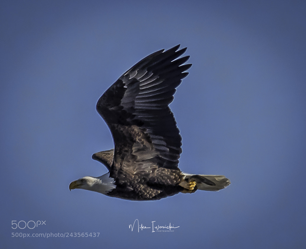 Nikon D810 sample photo. Bald eagle photography