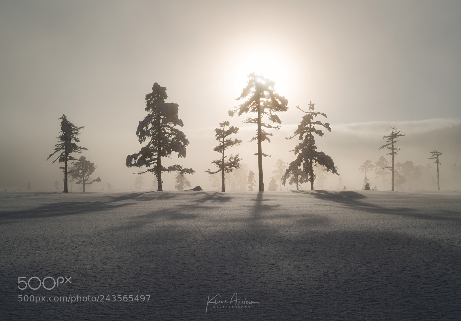 Sony a7R II sample photo. "drama in the mist" photography