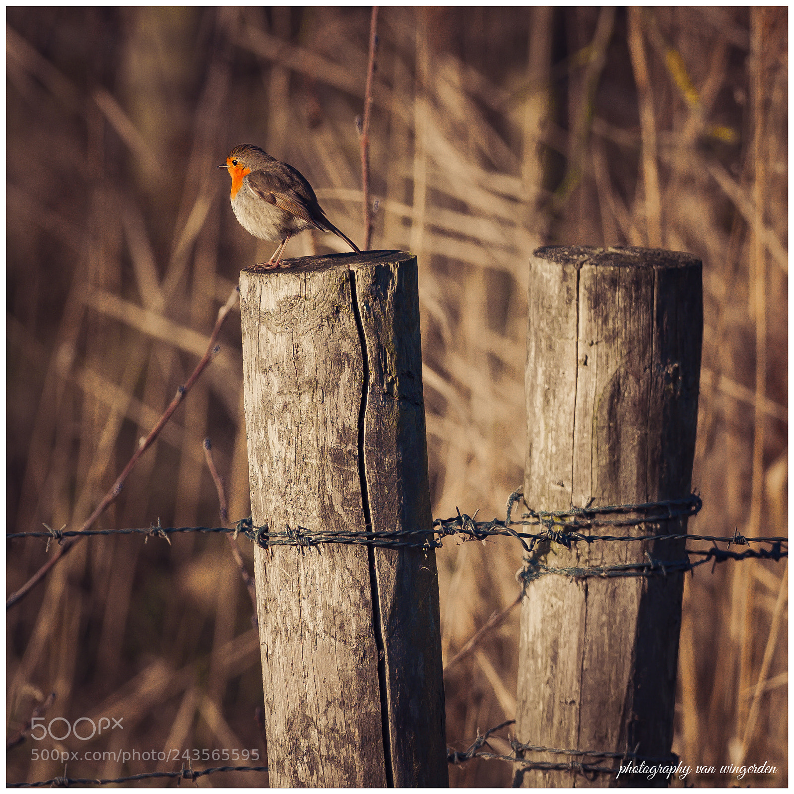Olympus OM-D E-M1 Mark II sample photo. Roodborst photography