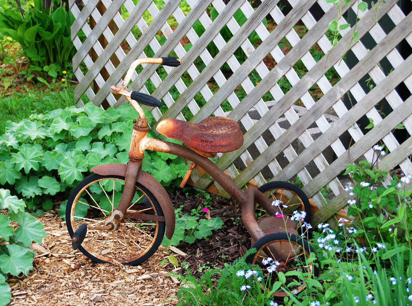Nikon D40X sample photo. Tricycle photography