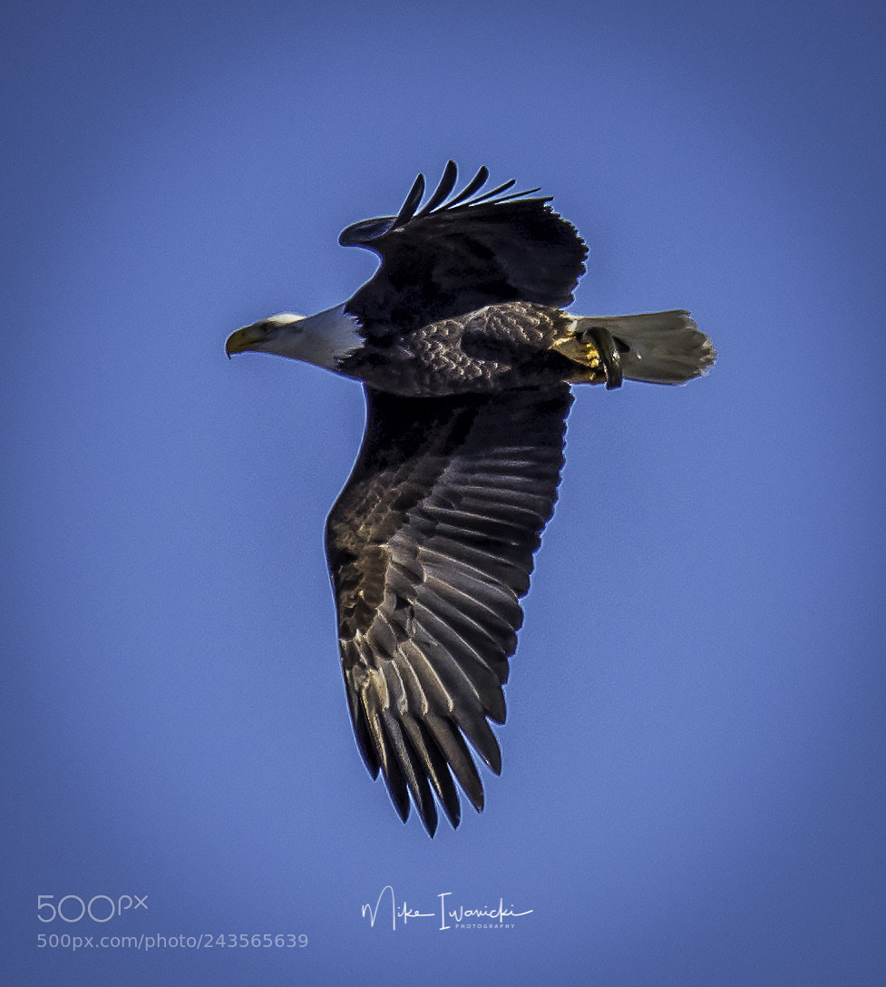 Nikon D810 sample photo. Bald eagle photography