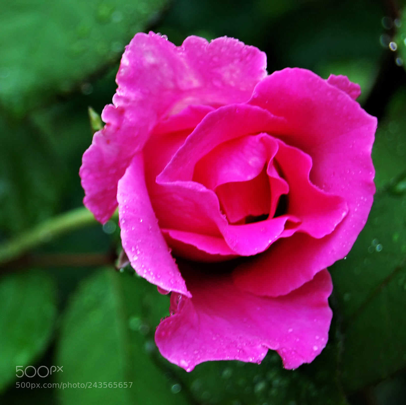 Nikon D40X sample photo. Morning rose photography