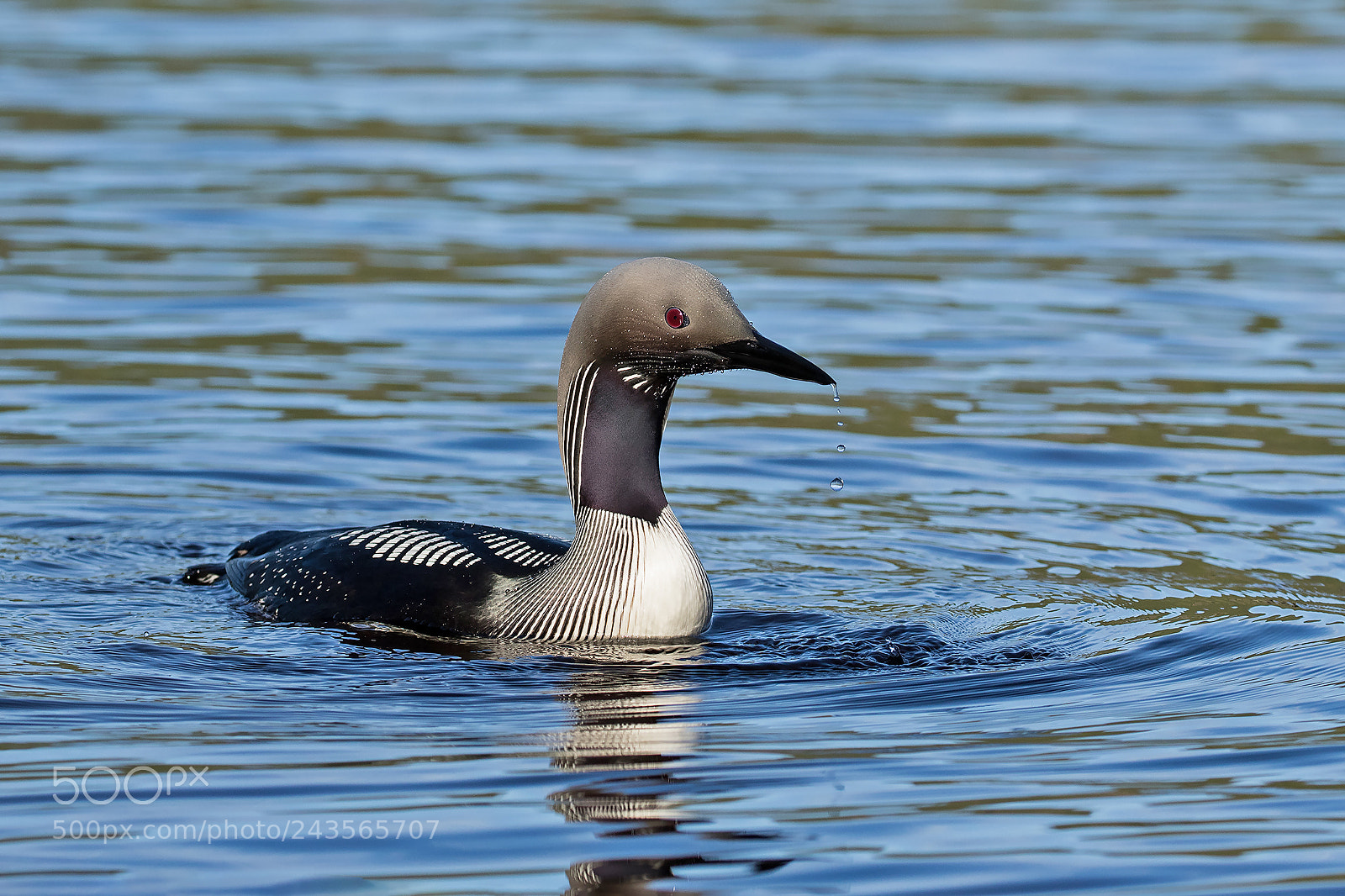 Canon EOS 7D Mark II sample photo. Black troated loon #1 photography