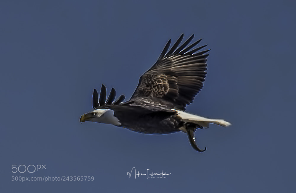Nikon D810 sample photo. Bald eagle with a photography