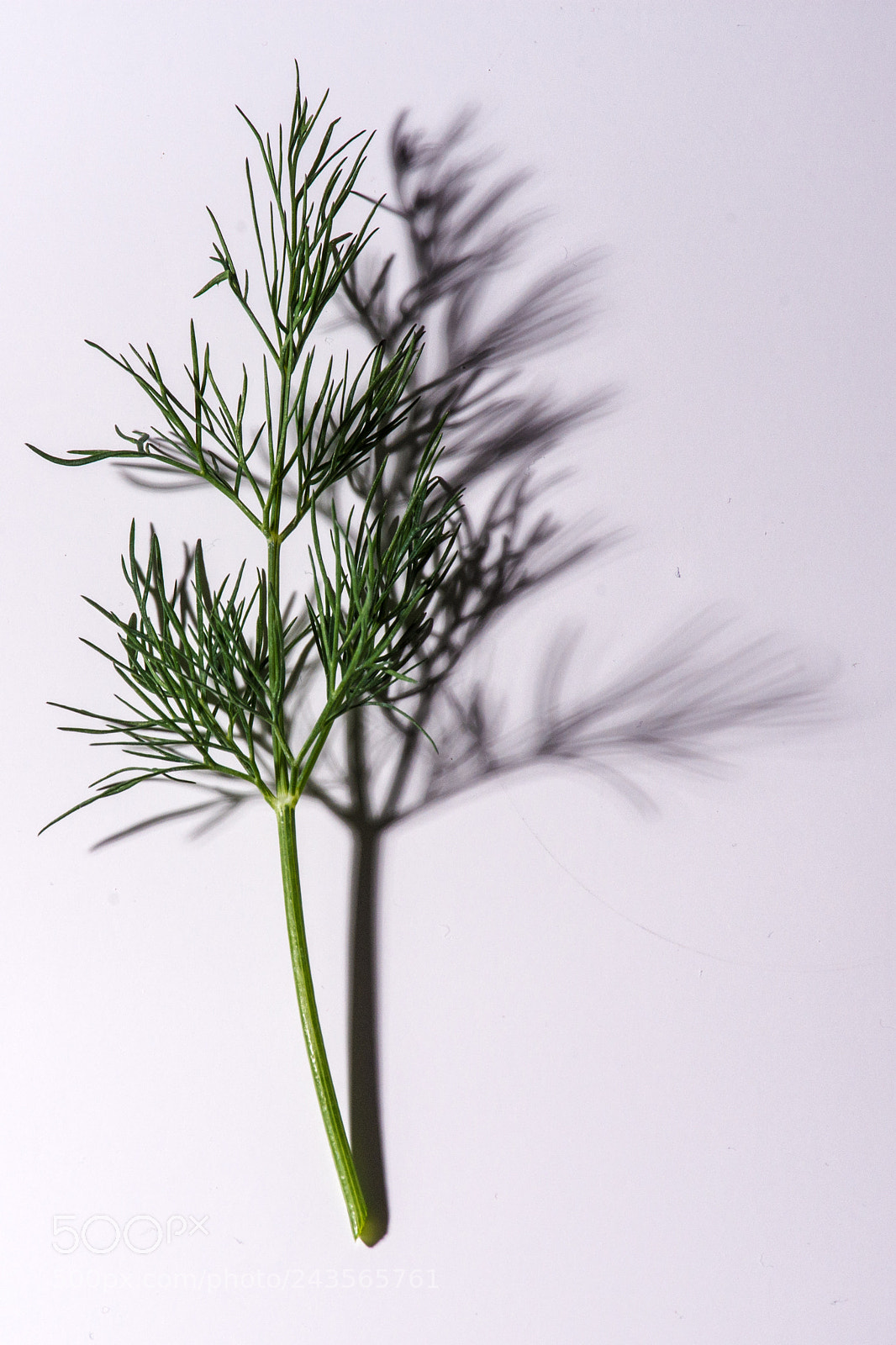 Nikon D7200 sample photo. Dill photography