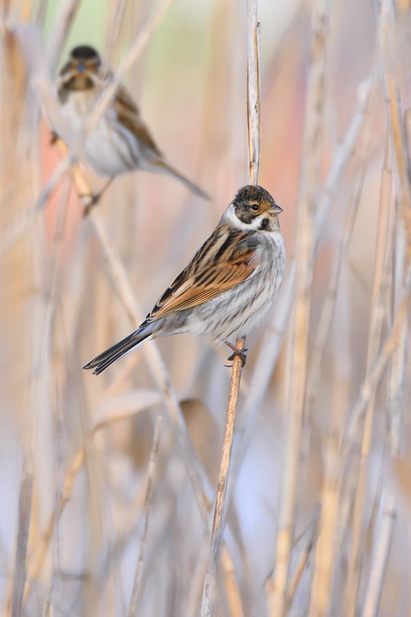 Nikon D7200 sample photo. Emberiza schoeniclus photography