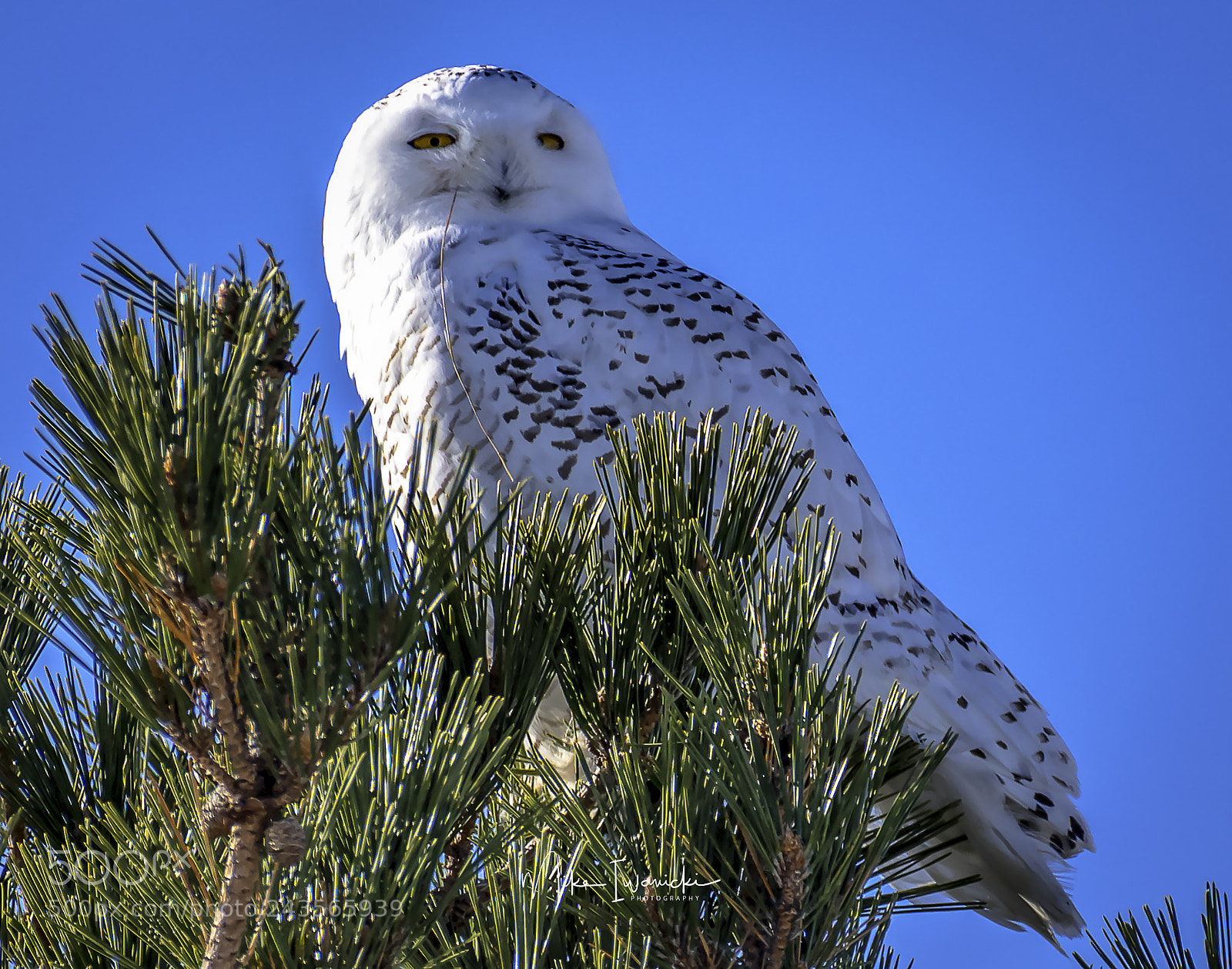 Nikon D810 sample photo. Snowy owl photography