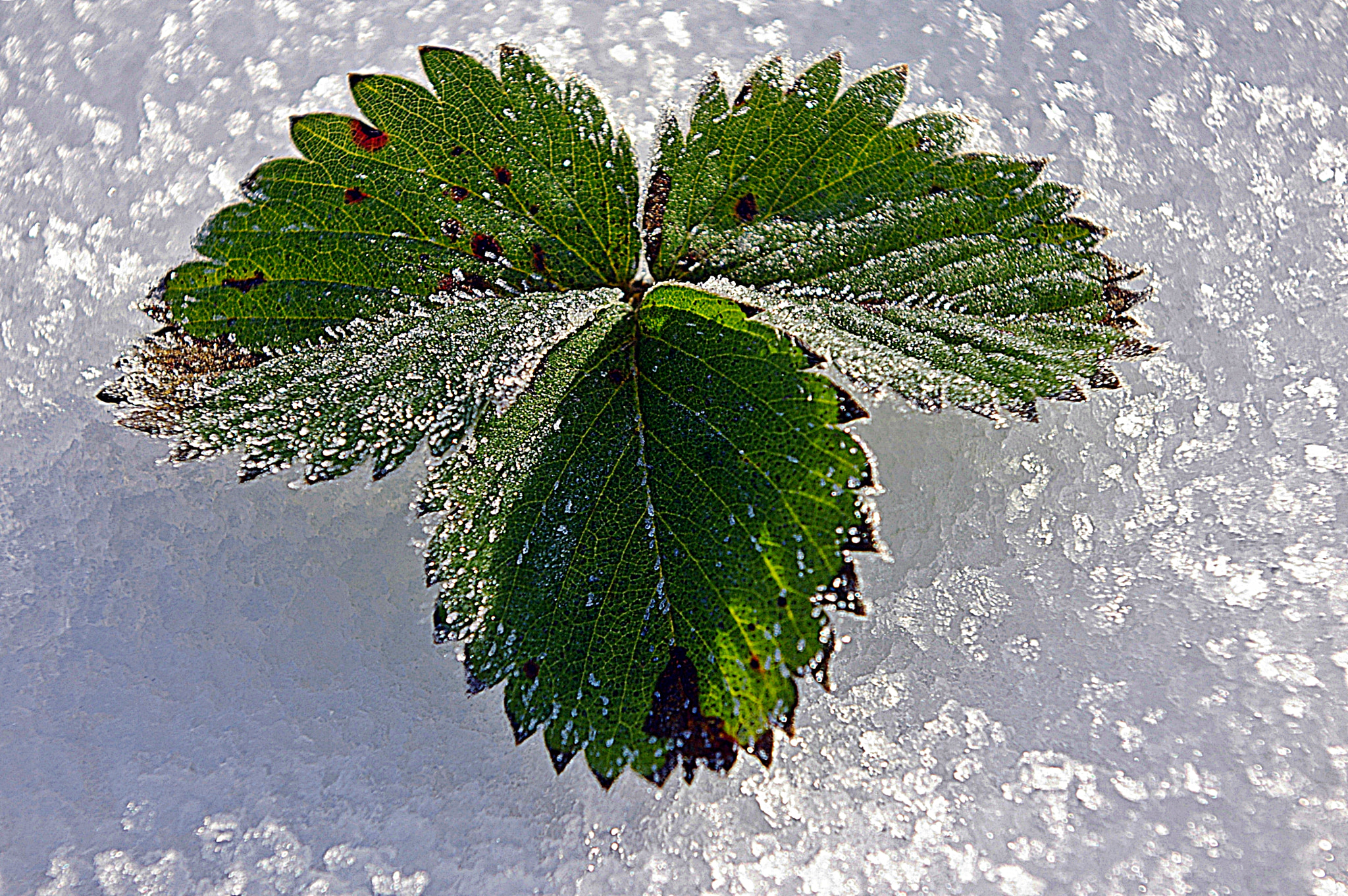 Pentax *ist DS sample photo. Erdbeeren im eis photography