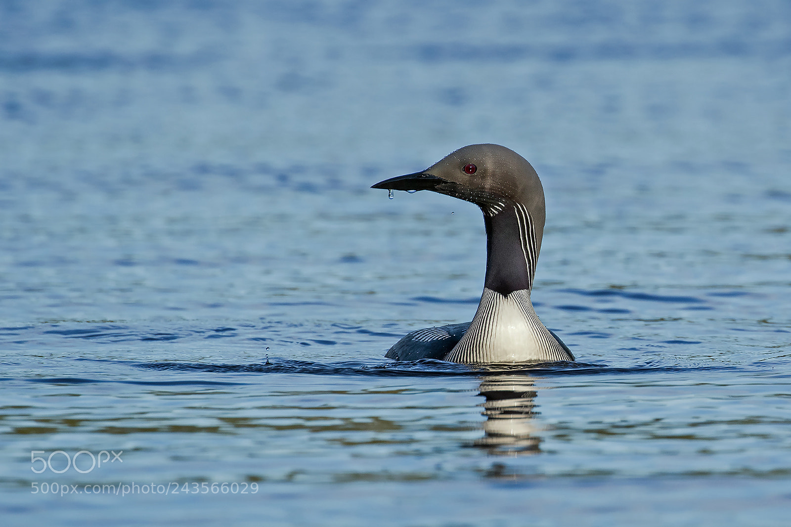 Canon EOS 7D Mark II sample photo. Black troated loon #2 photography