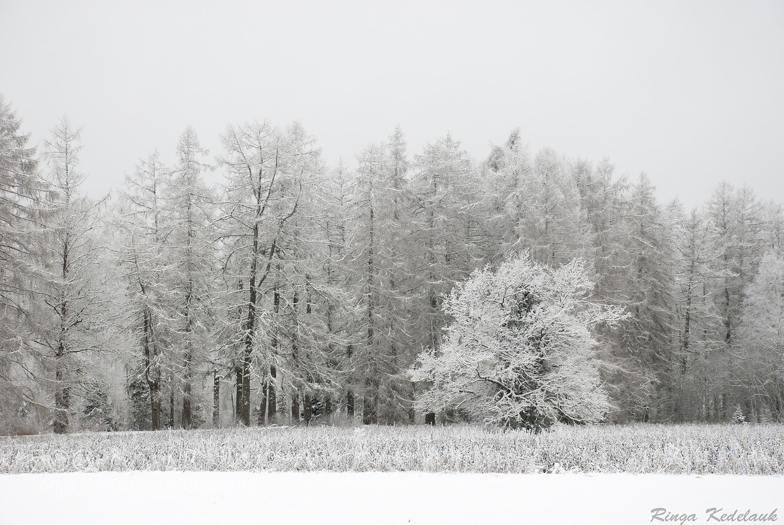 Nikon D80 sample photo. Winter wonderland photography