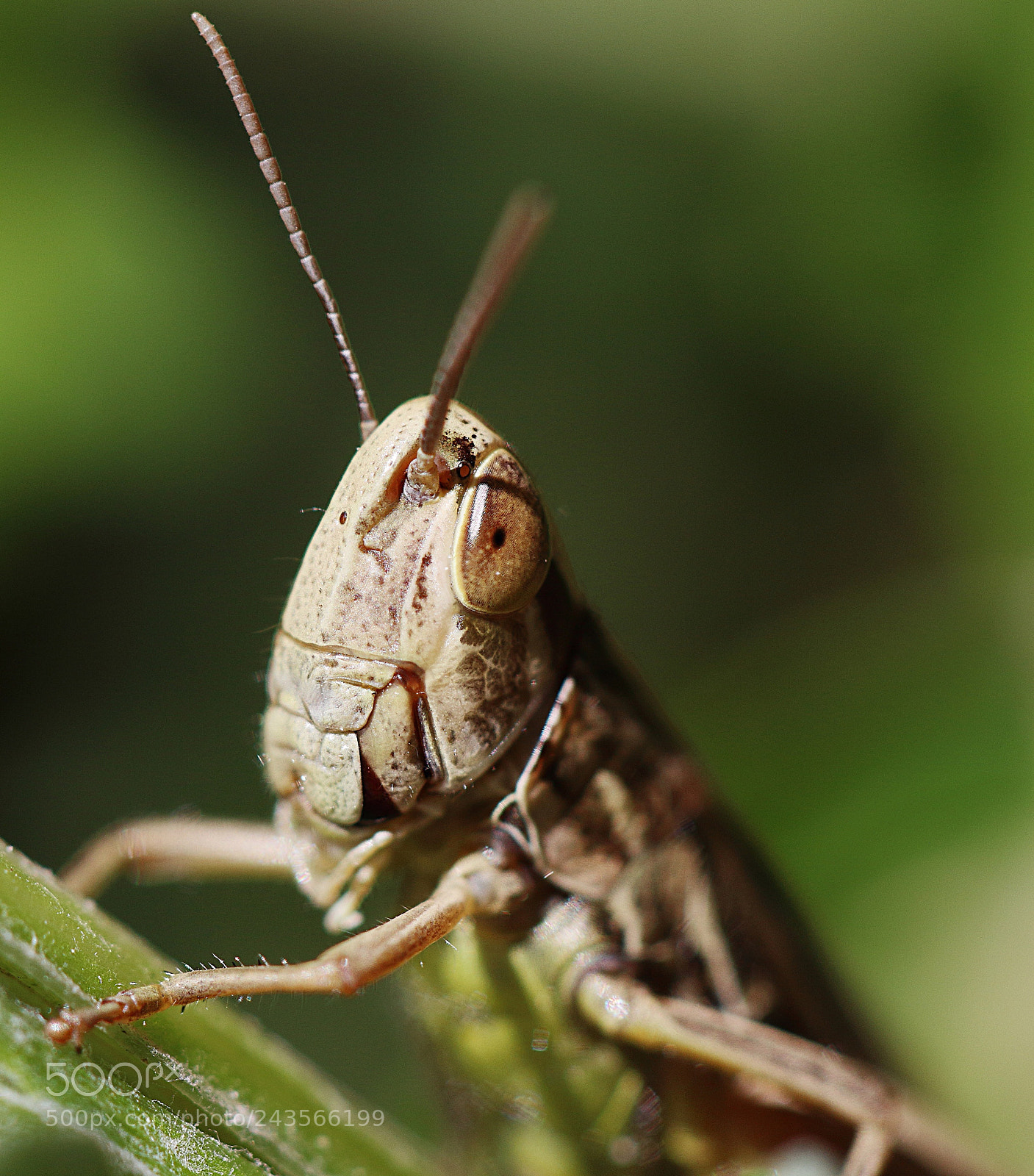 Canon EOS 100D (EOS Rebel SL1 / EOS Kiss X7) sample photo. Just for his eyes photography