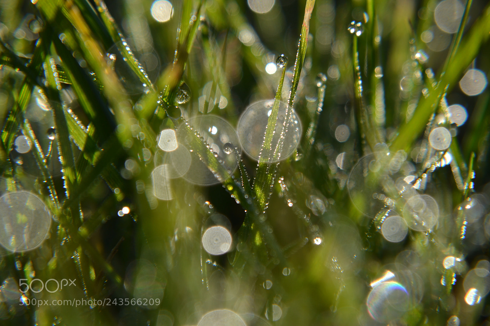 Nikon D3100 sample photo. Morning dew photography