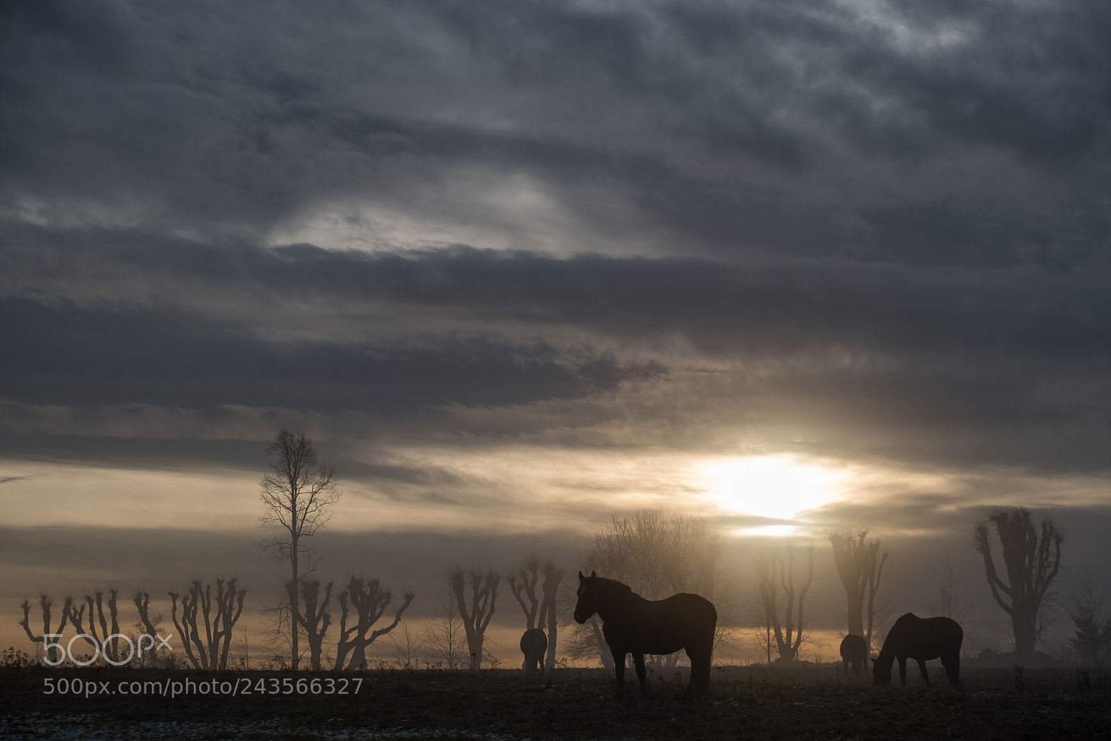 Fujifilm X-T2 sample photo. Horse photography