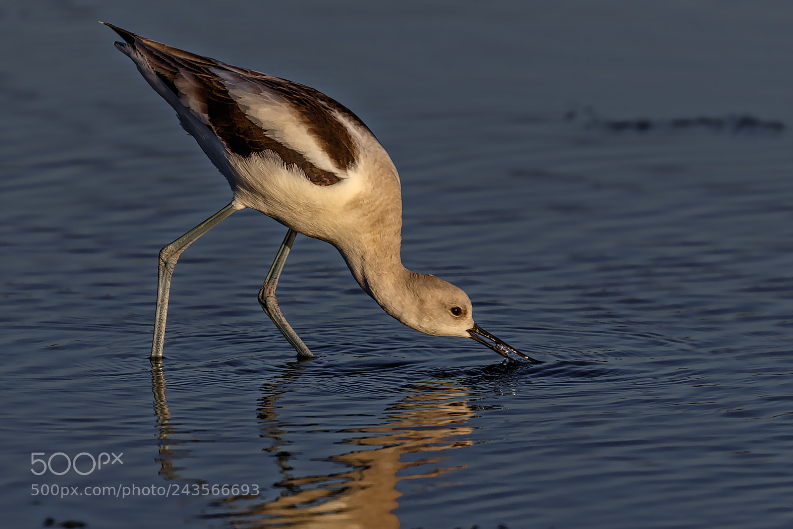 Canon EOS 7D Mark II sample photo. Avocet at sunset photography