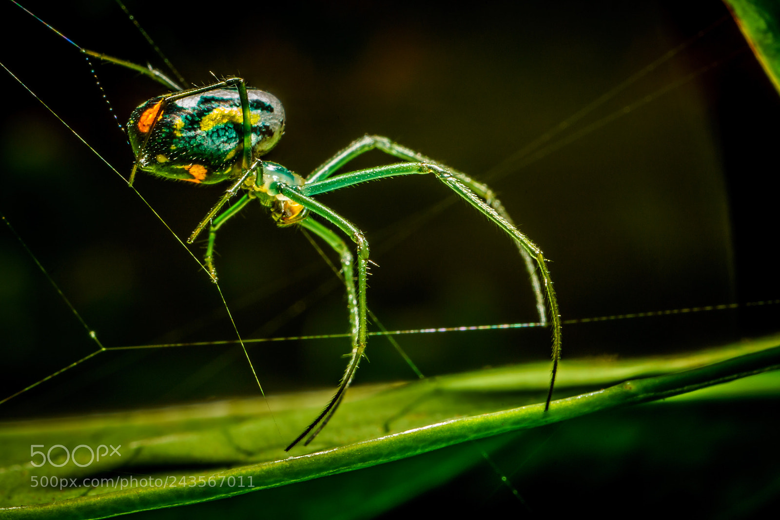 Sony a7R II sample photo. Mirror spider photography
