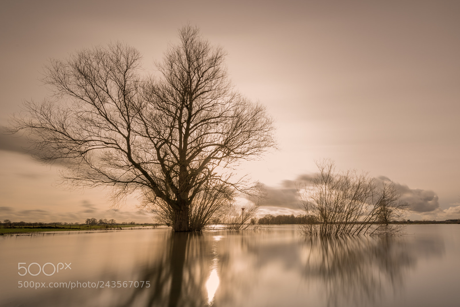 Nikon D810 sample photo. Where the tree's drown photography