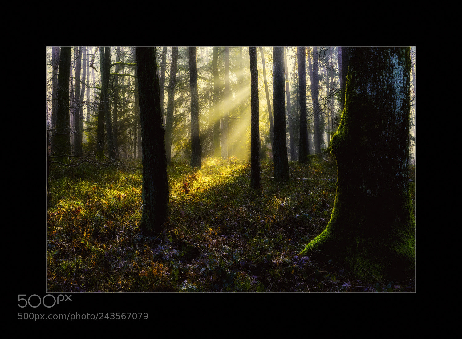 Sony a7 II sample photo. Wärmende wintersonne photography
