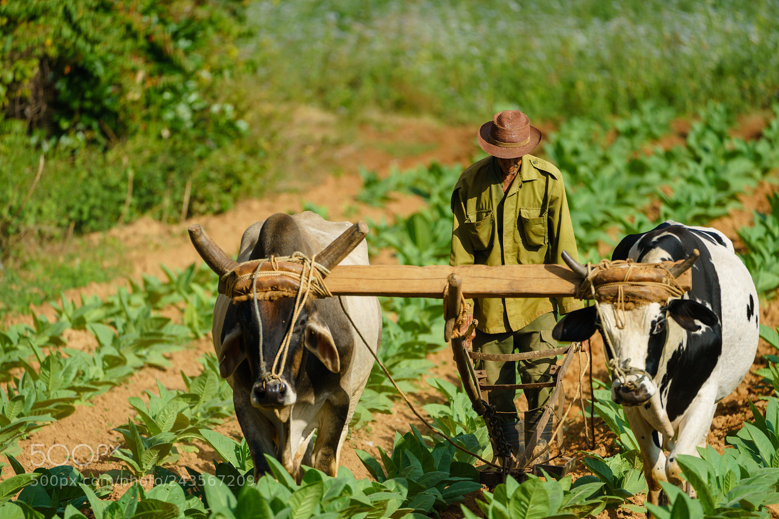 Sony a9 sample photo. Tabac farmer photography