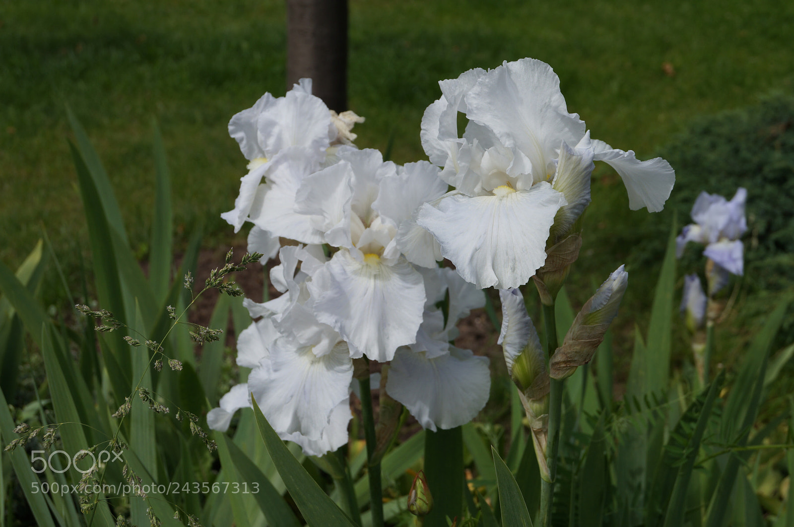 Sony SLT-A57 sample photo. Untitled photography