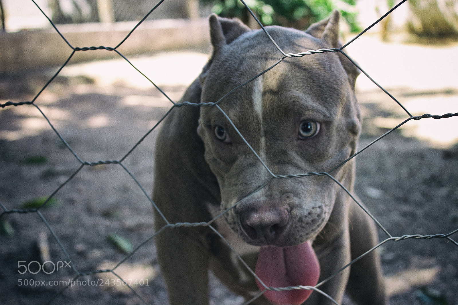 Canon EOS 600D (Rebel EOS T3i / EOS Kiss X5) sample photo. Job pets photography