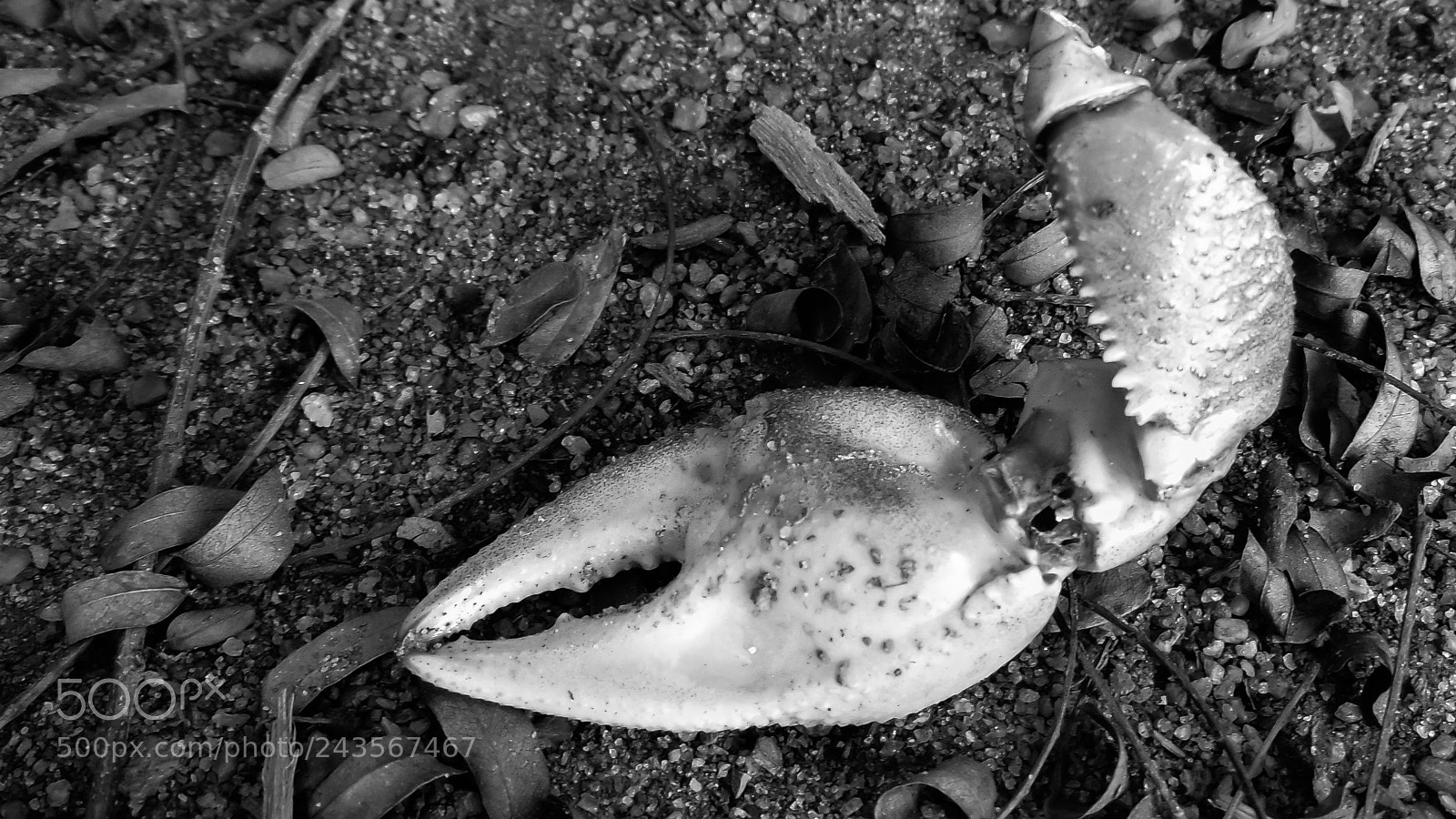 Sony Cyber-shot DSC-H300 sample photo. Morte photography