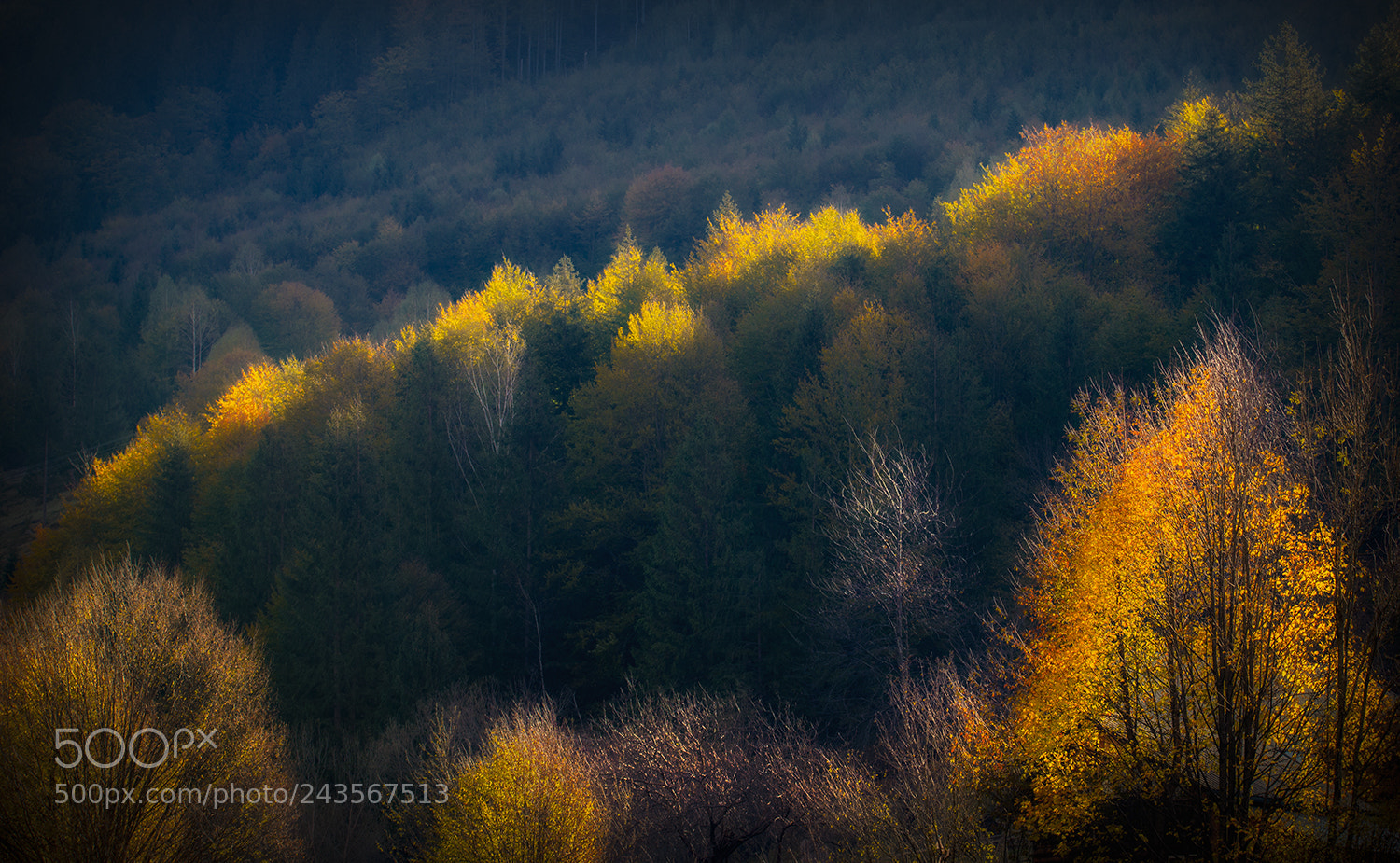 Nikon D610 sample photo. Lights on the trees photography