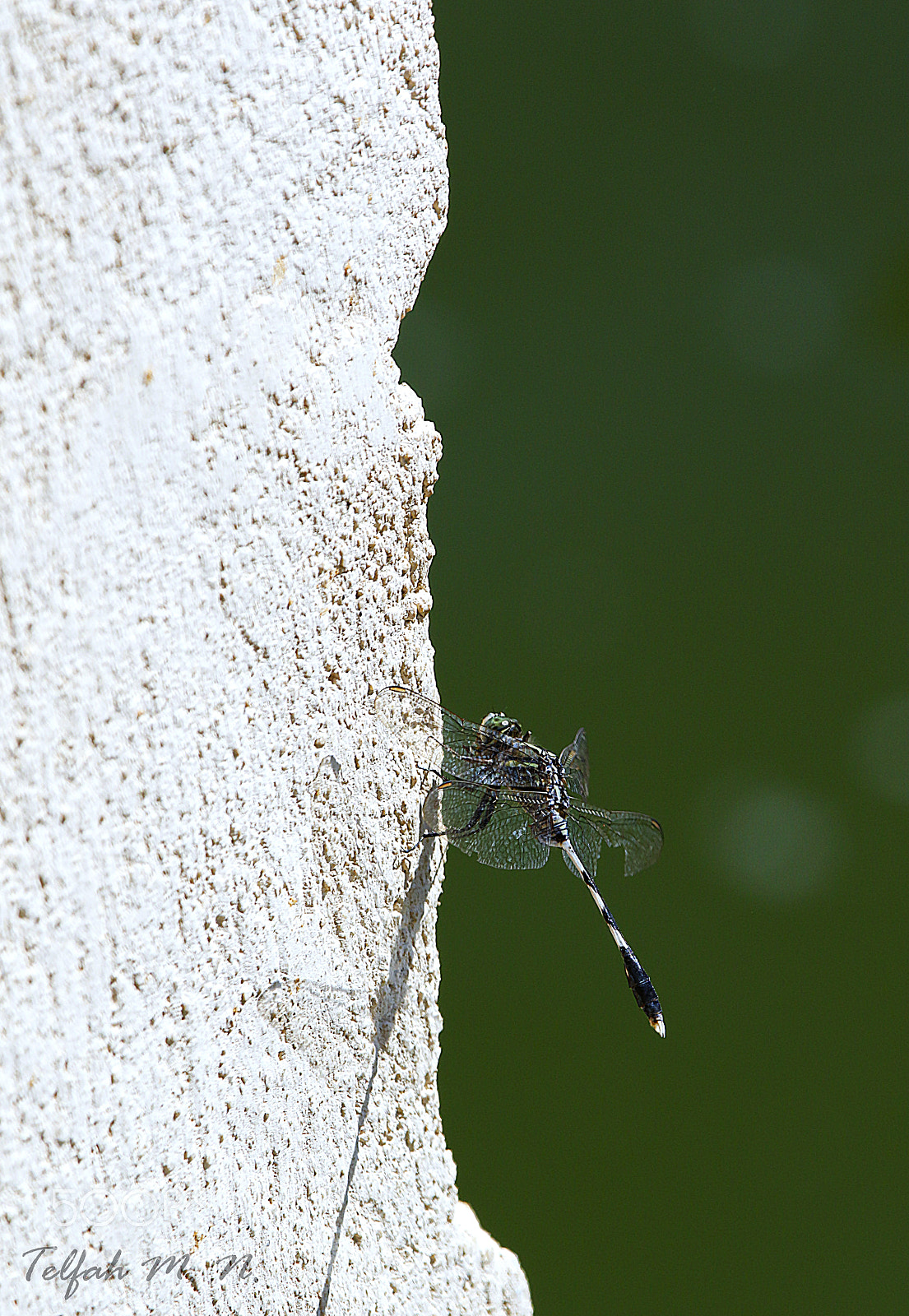 Canon EOS 7D Mark II sample photo. Dragonfly photography