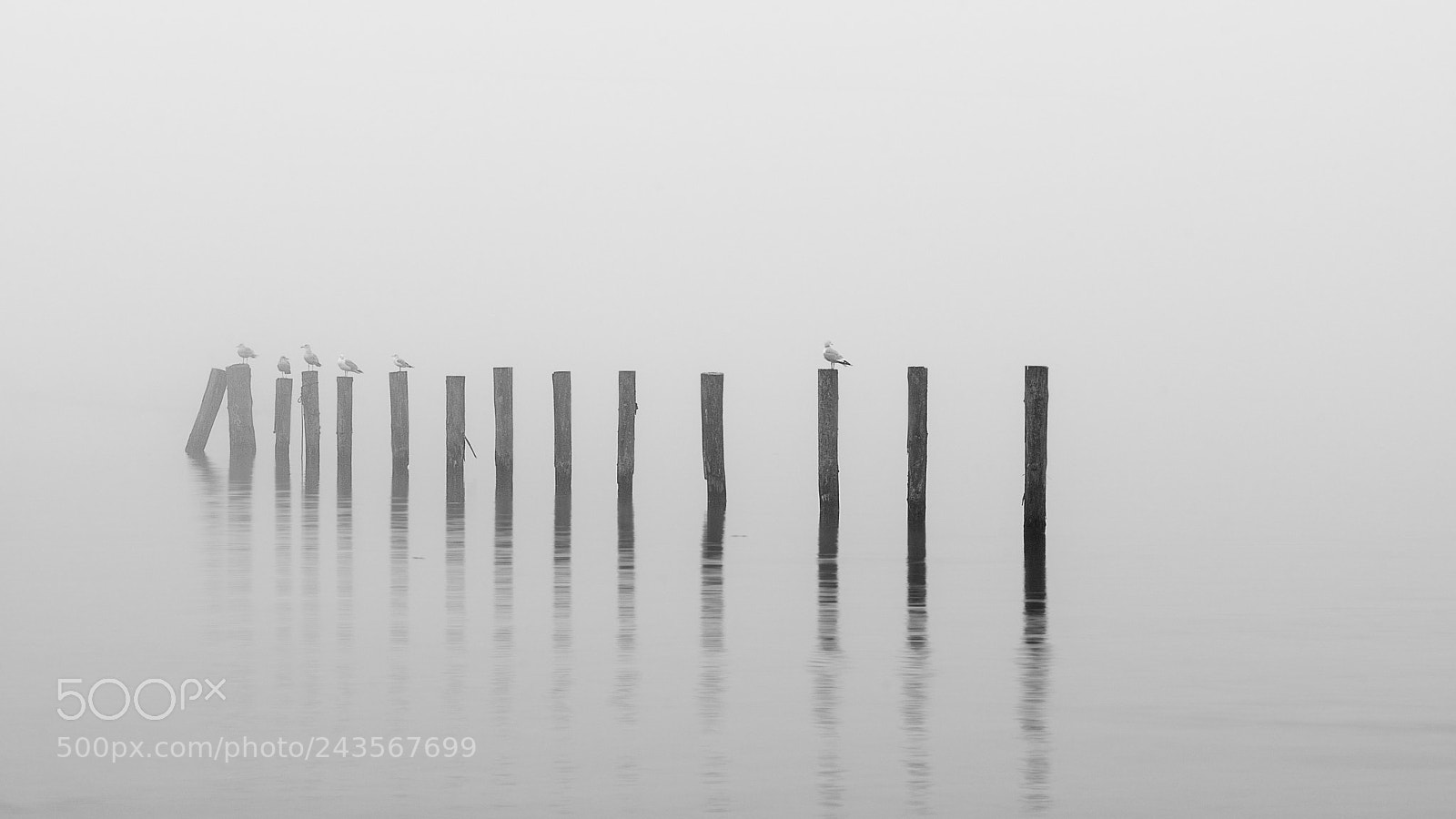 Nikon D500 sample photo. Into the mist photography