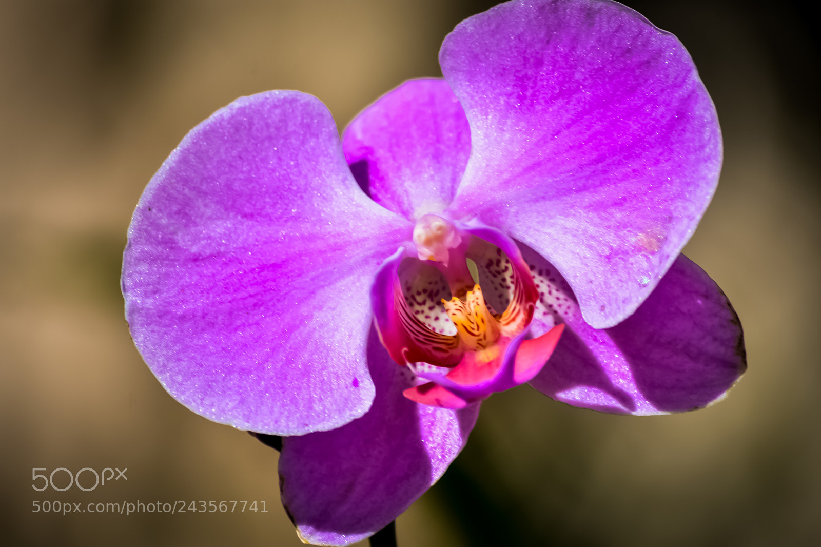 Nikon D7200 sample photo. Orchidaceae photography