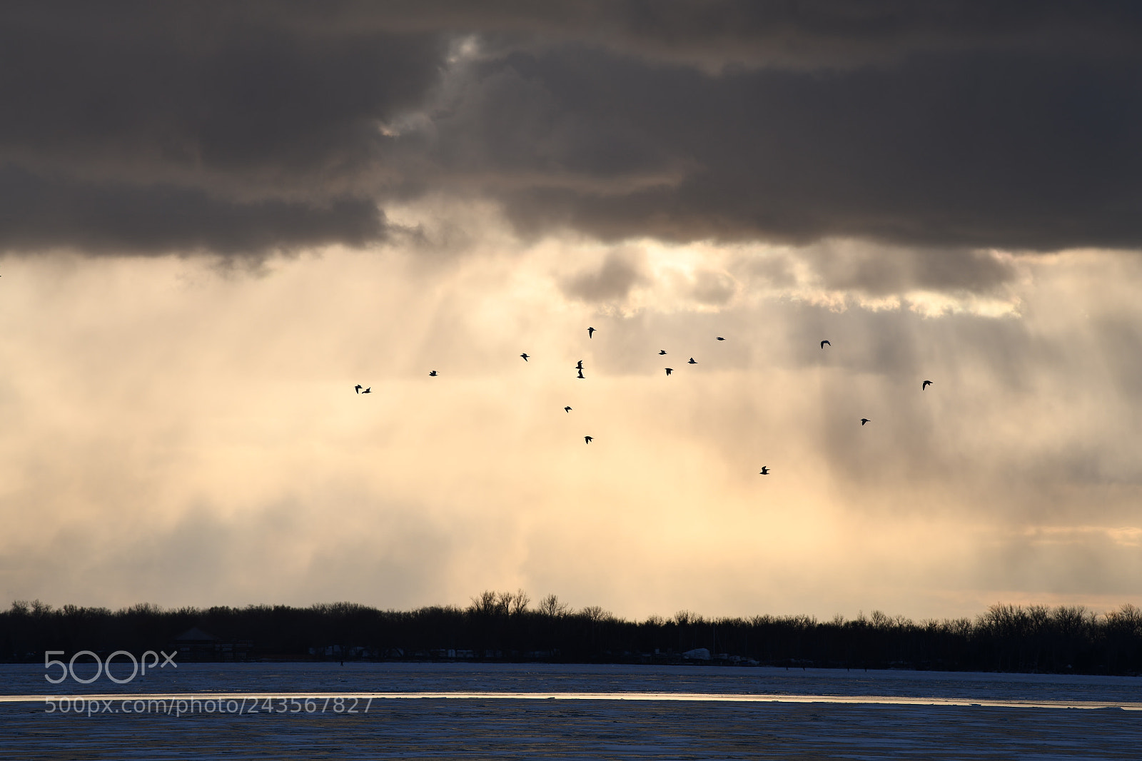 Nikon D850 sample photo. Birds fly under the photography