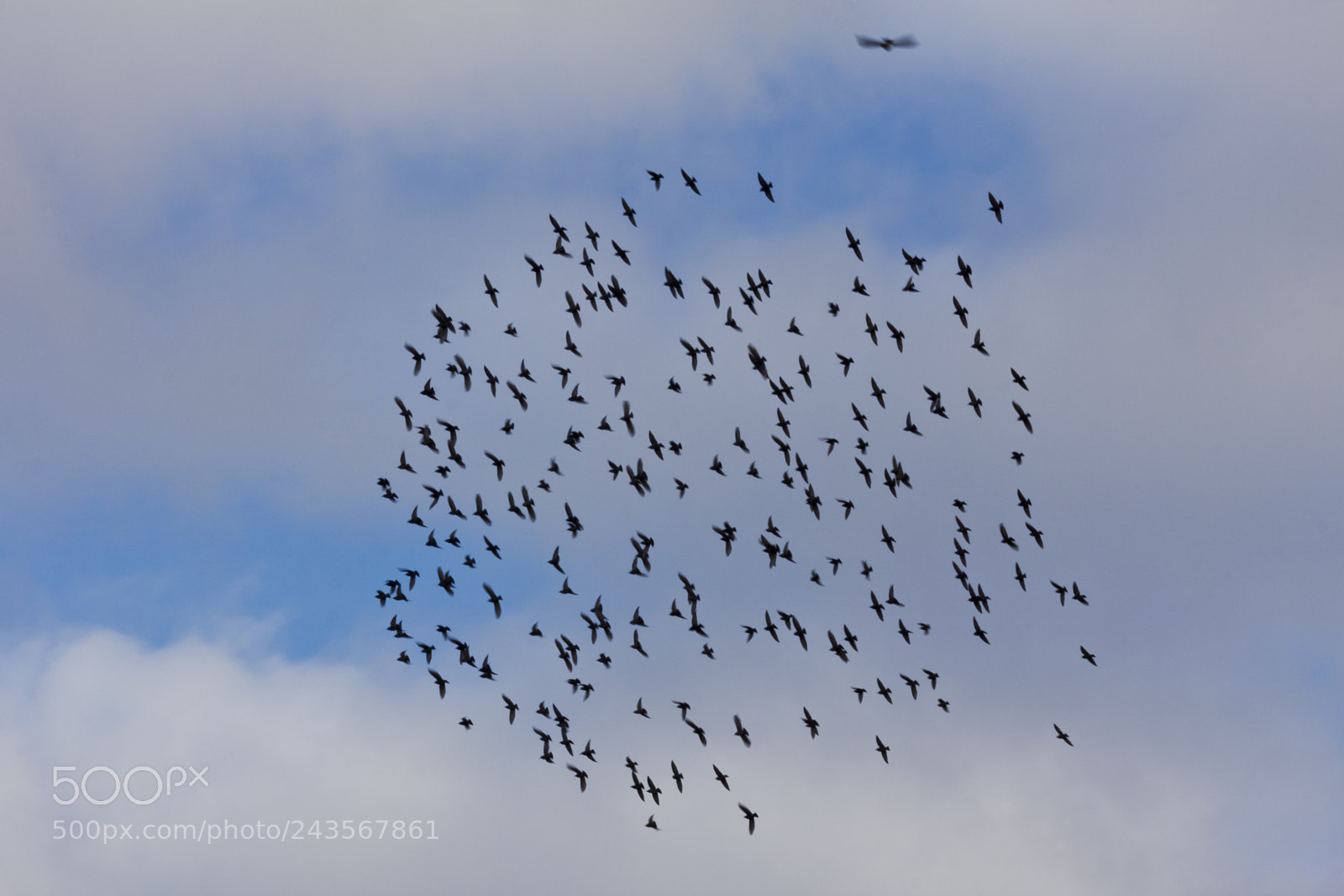 Canon EOS 60D sample photo. The swarm photography