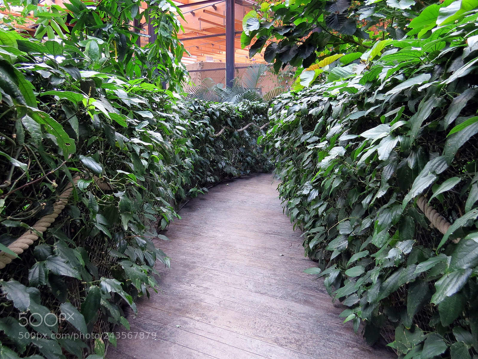 Canon PowerShot SX50 HS sample photo. Path photography