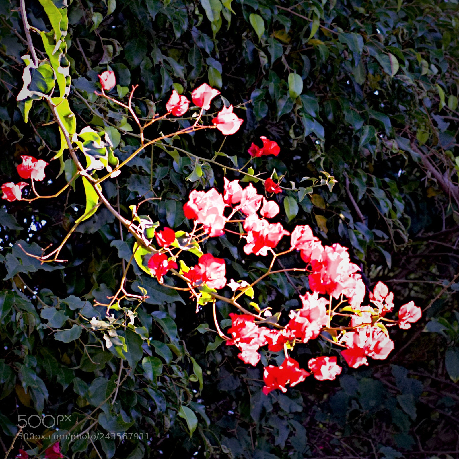 Nikon D7200 sample photo. Untitled photography