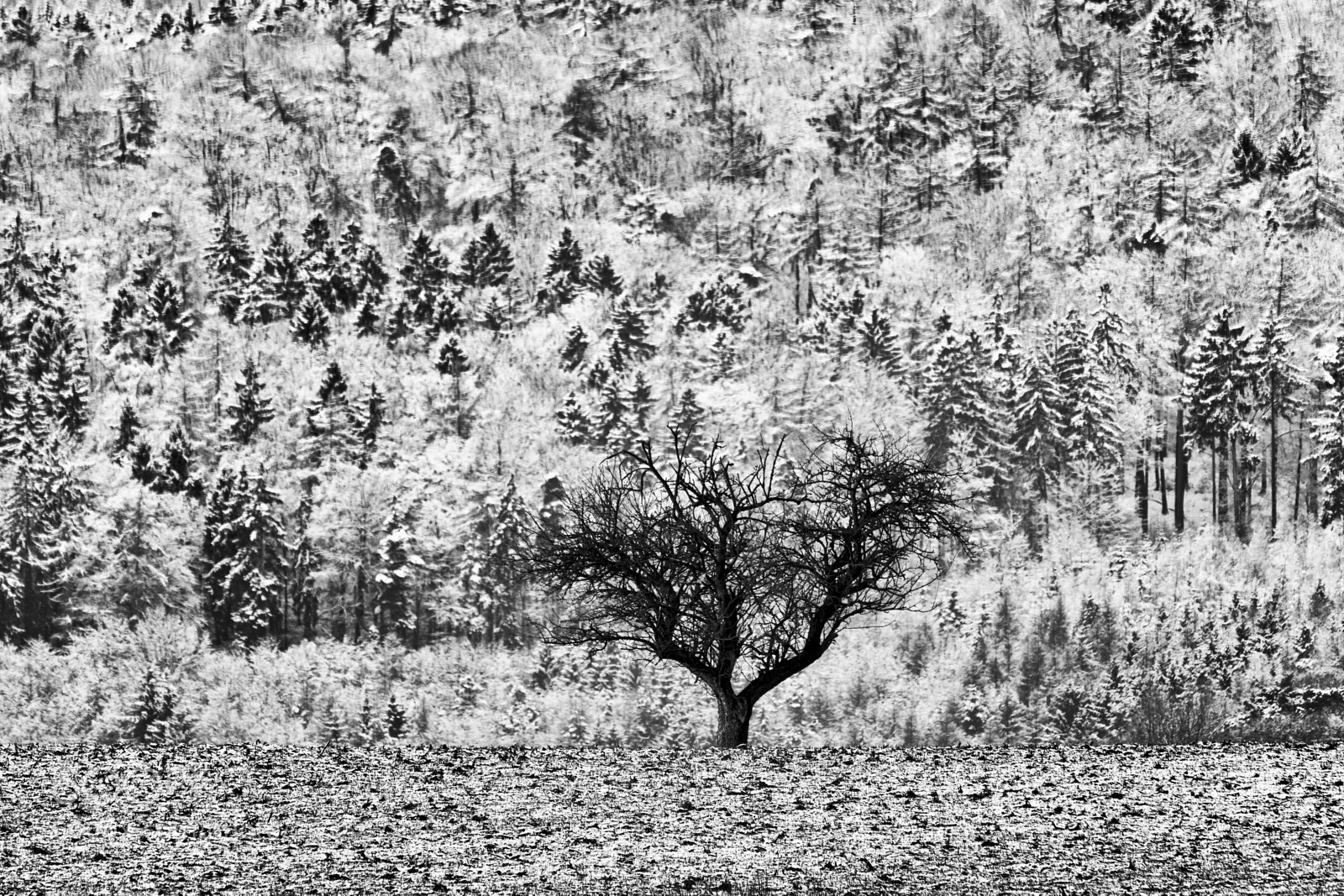 Canon EOS 60D sample photo. Standing alone photography