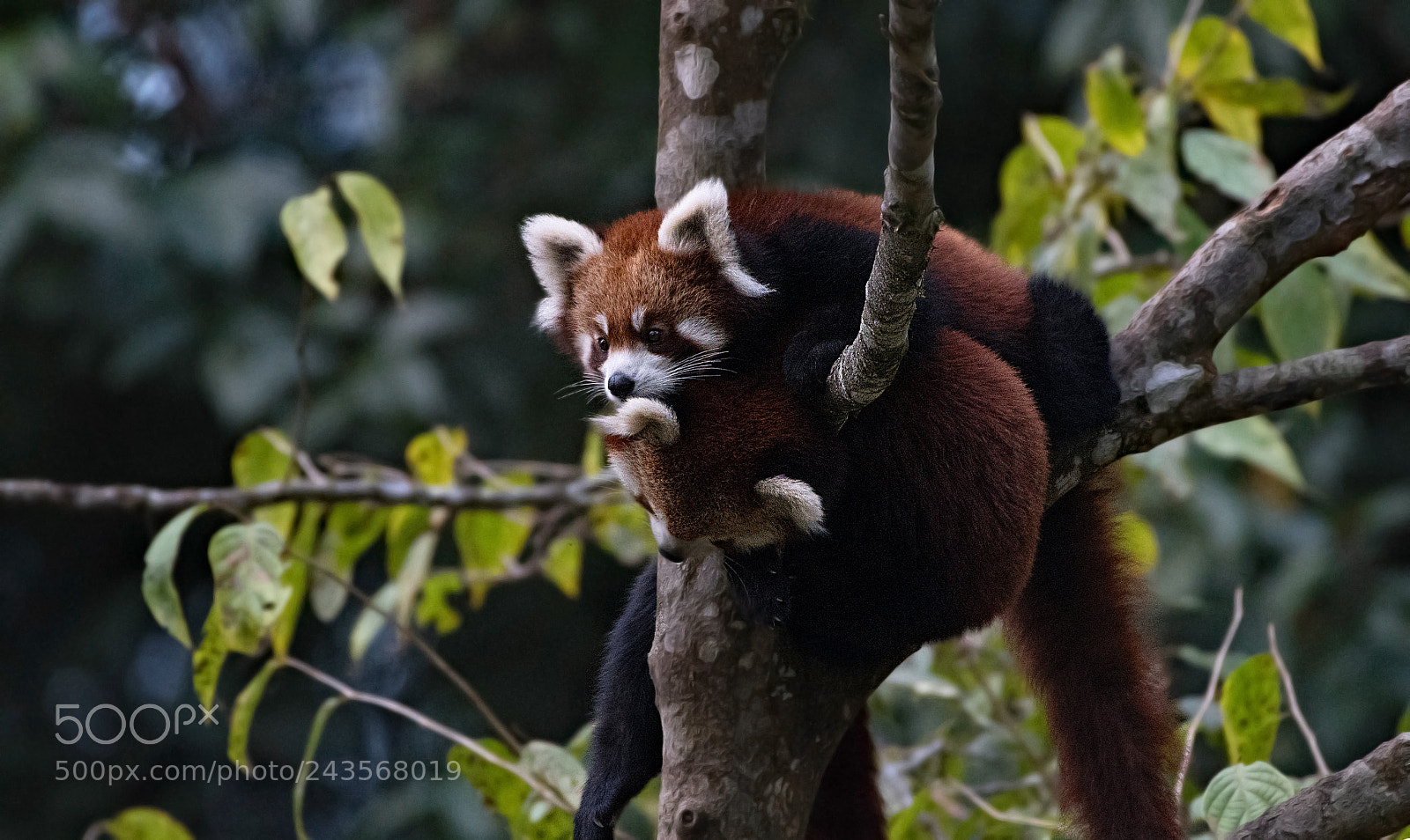 Nikon D500 sample photo. Endangered lovers photography
