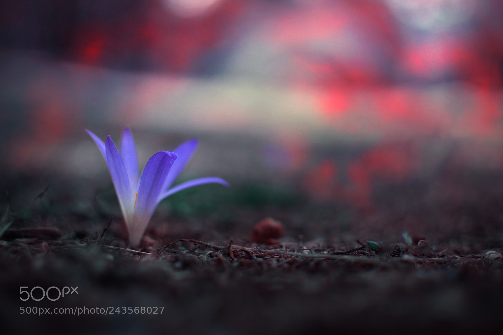 Nikon D3100 sample photo. Red photography