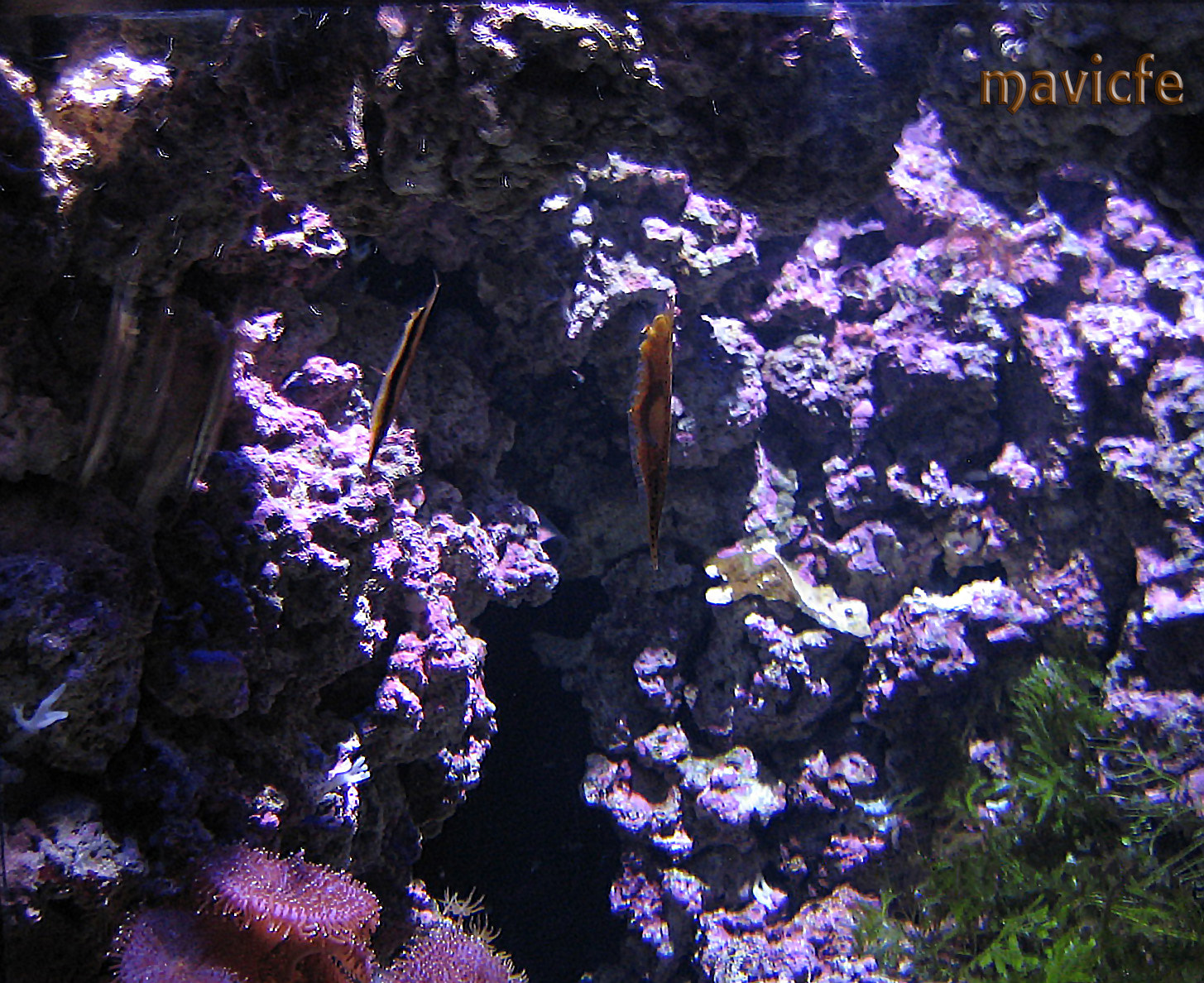 Canon DIGITAL IXUS 40 sample photo. Seahorses on the violet seabed photography