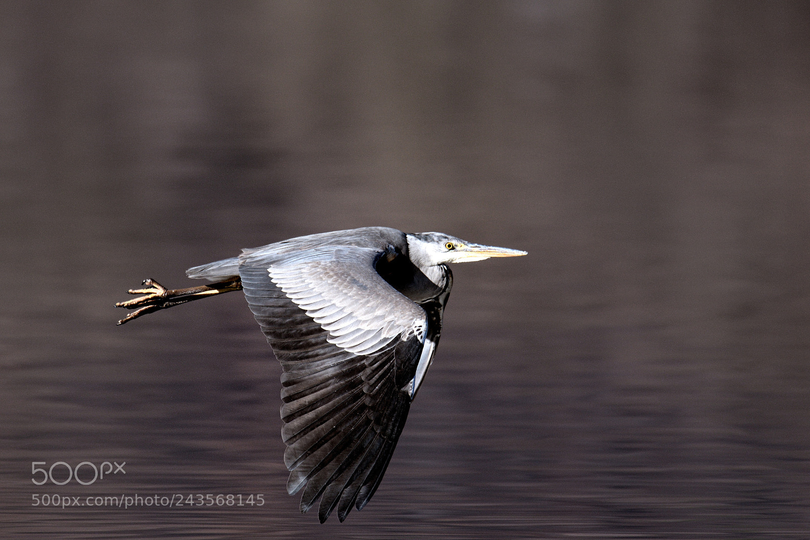 Nikon D500 sample photo. Flying away photography