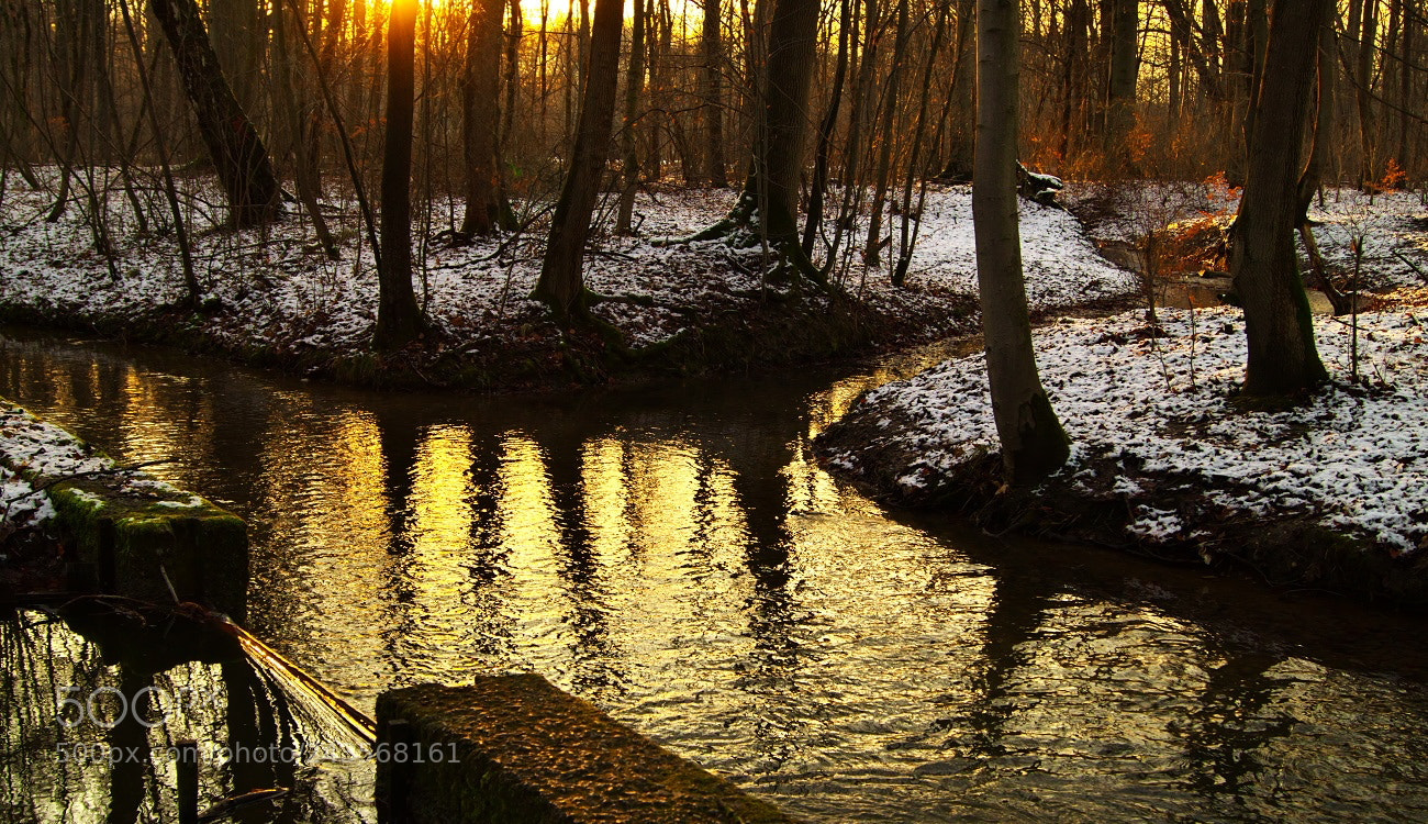 Sony SLT-A58 sample photo. Letztes licht im park photography